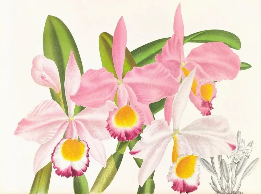 Cattleya Eldorado