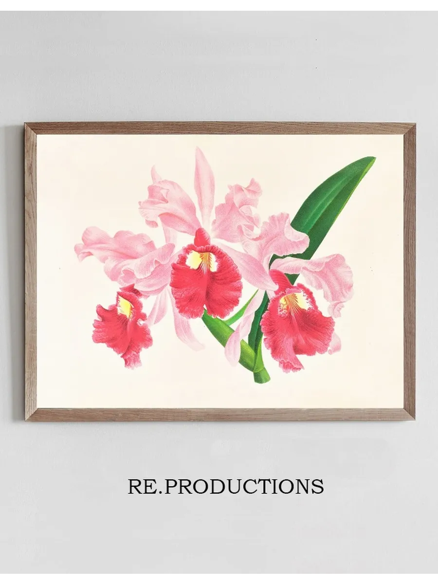 Cattleya Gigas