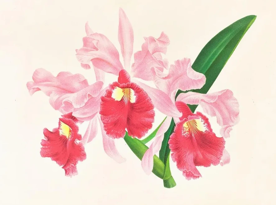 Cattleya Gigas