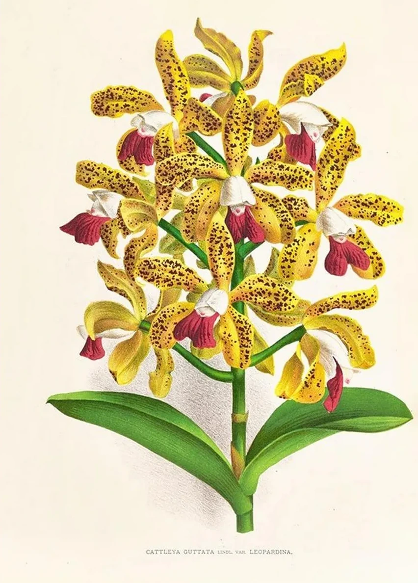 Cattleya Guttata