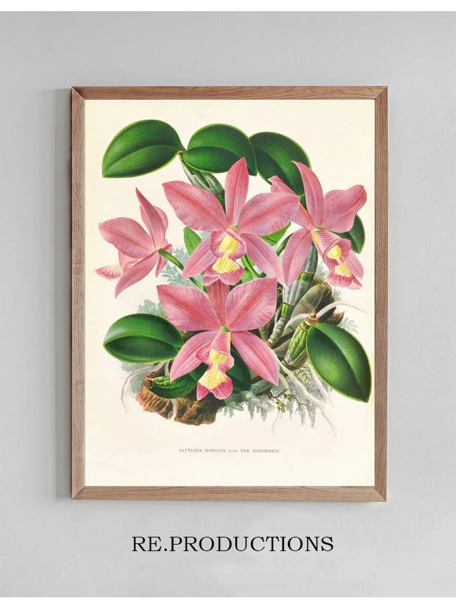 Cattleya Nobilior