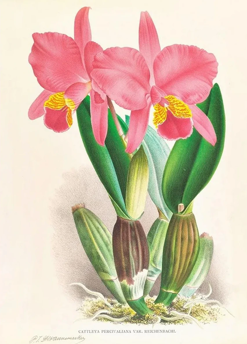 Cattleya Percivaliana Var Reichenbachi