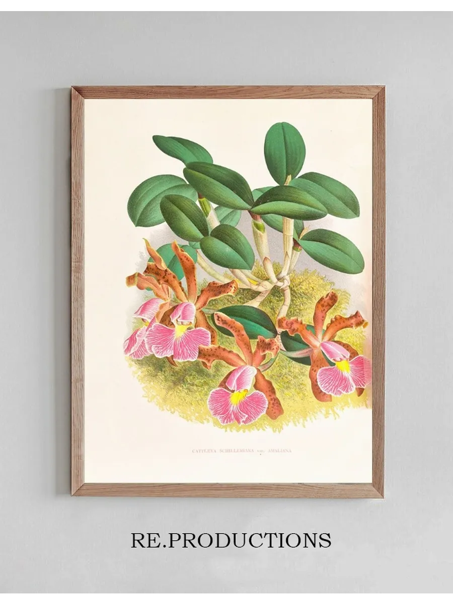 Cattleya Schilleriana
