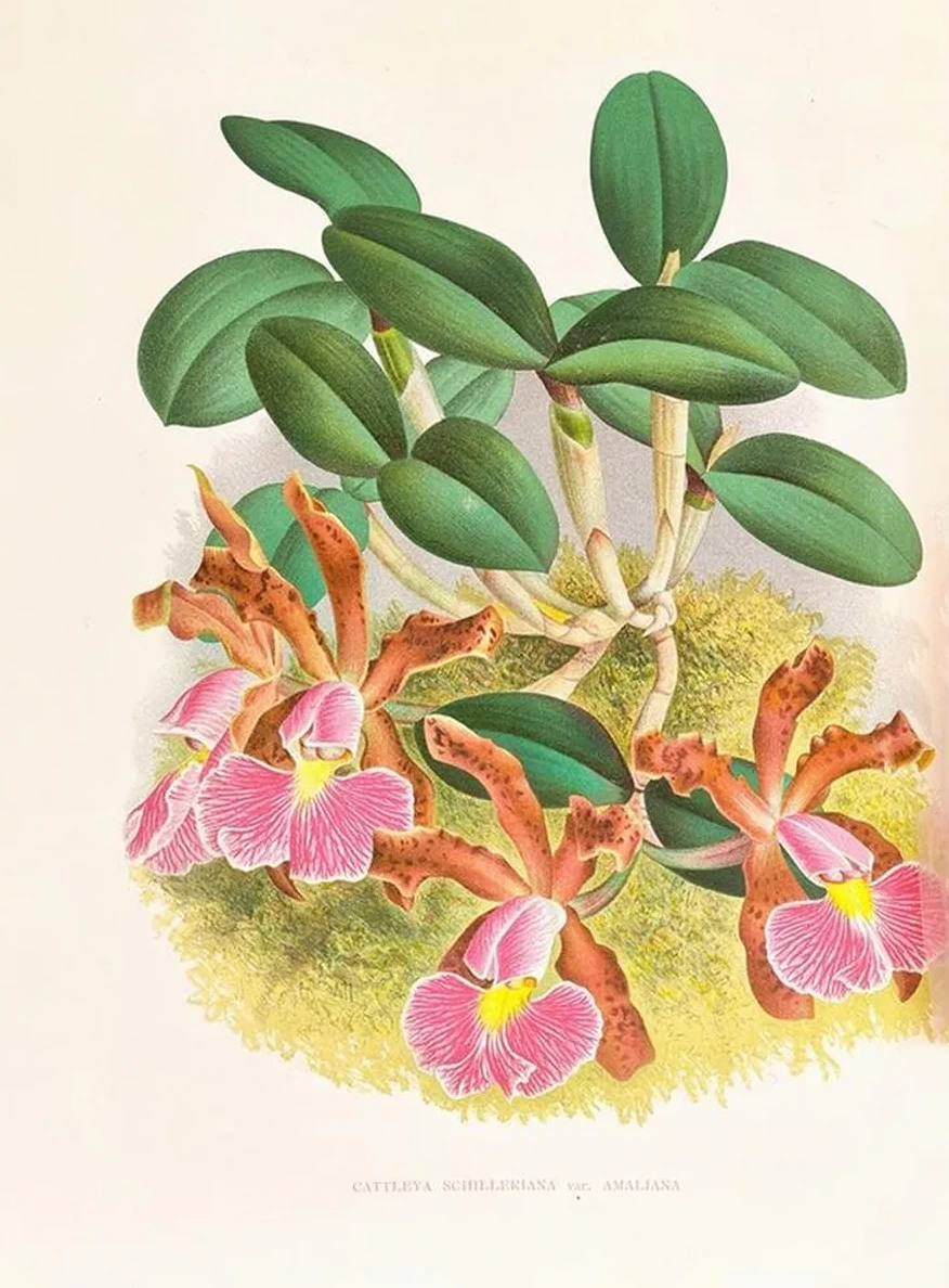 Cattleya Schilleriana