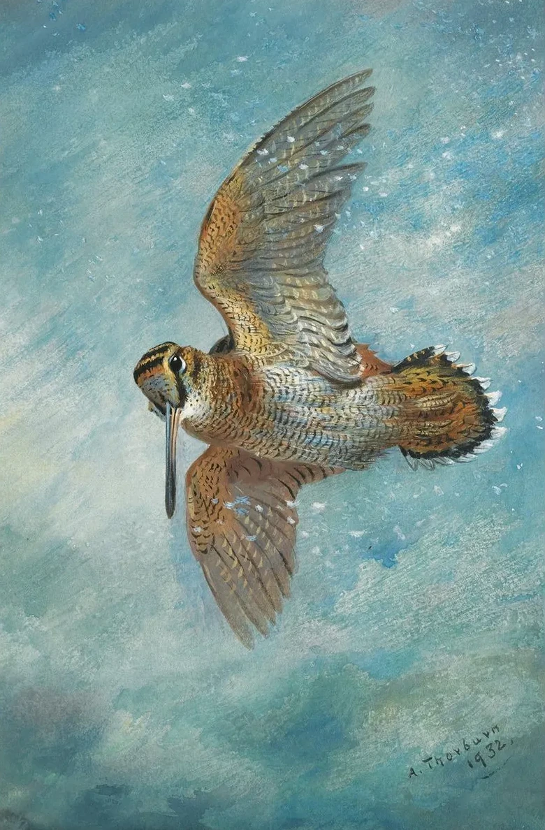 Caught In A Blizzard, Woodcock