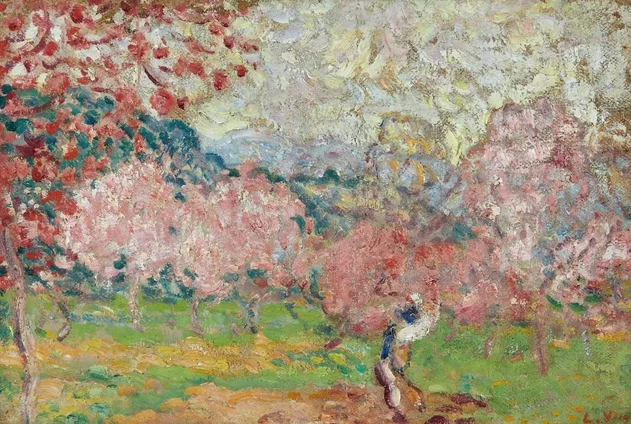 Cerisiers En Fleurs, Cagnes