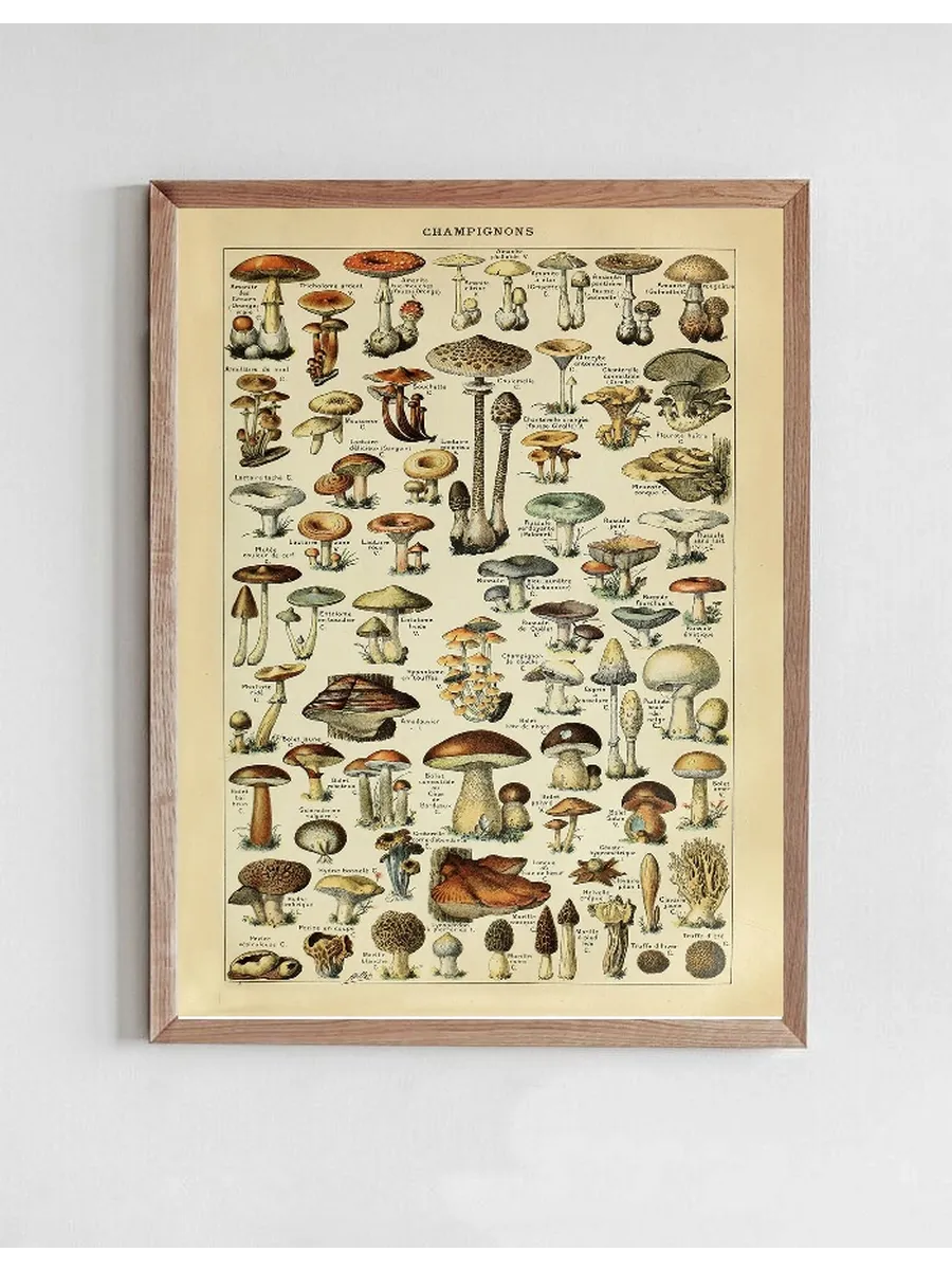 Champignons