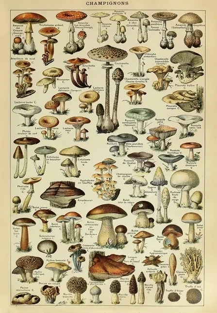 Champignons
