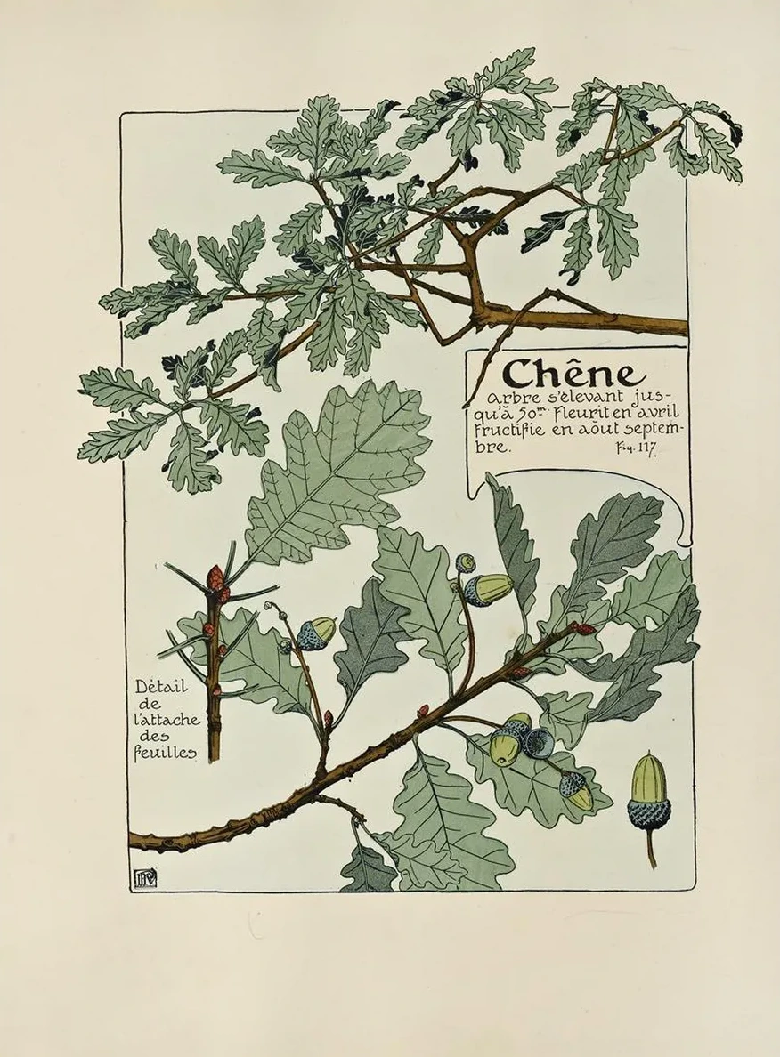 Chene