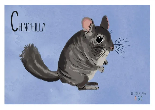 Chinchilla
