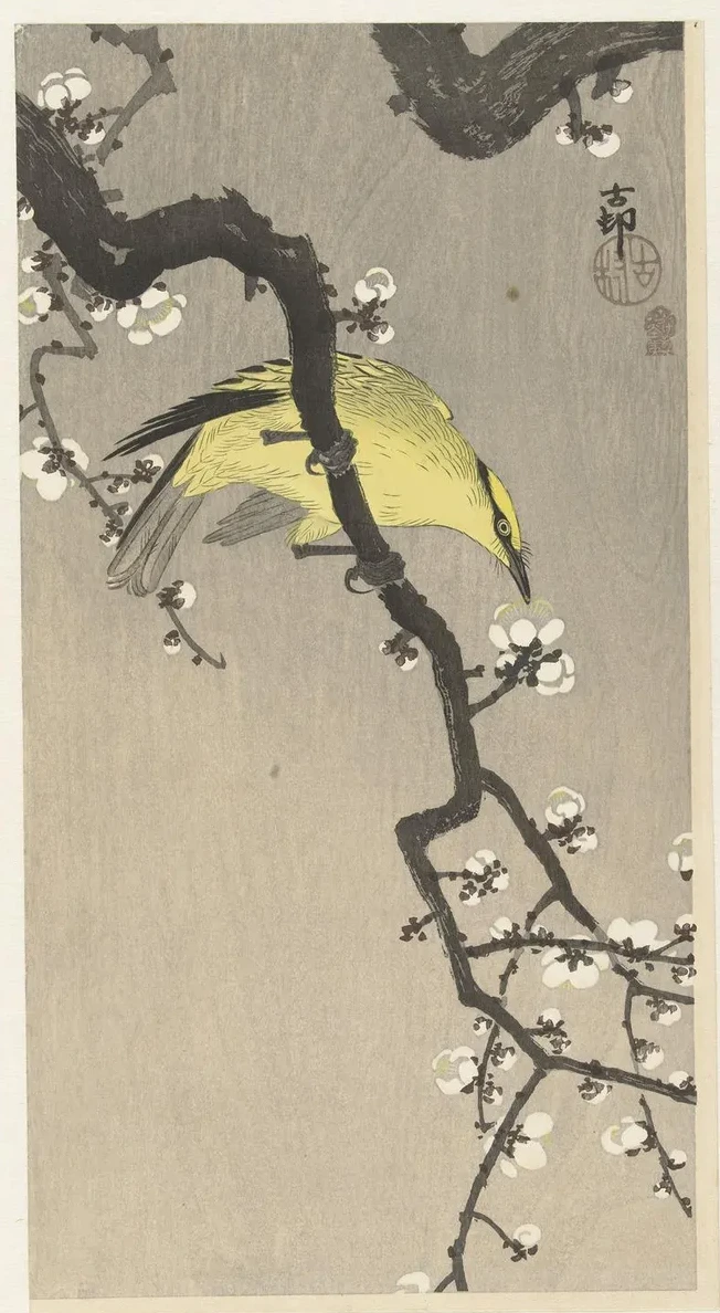 Chinese Golden Oriole on Plum Blossom Branch