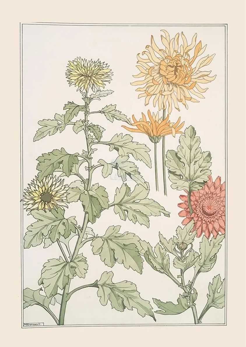 Chrysanth Me