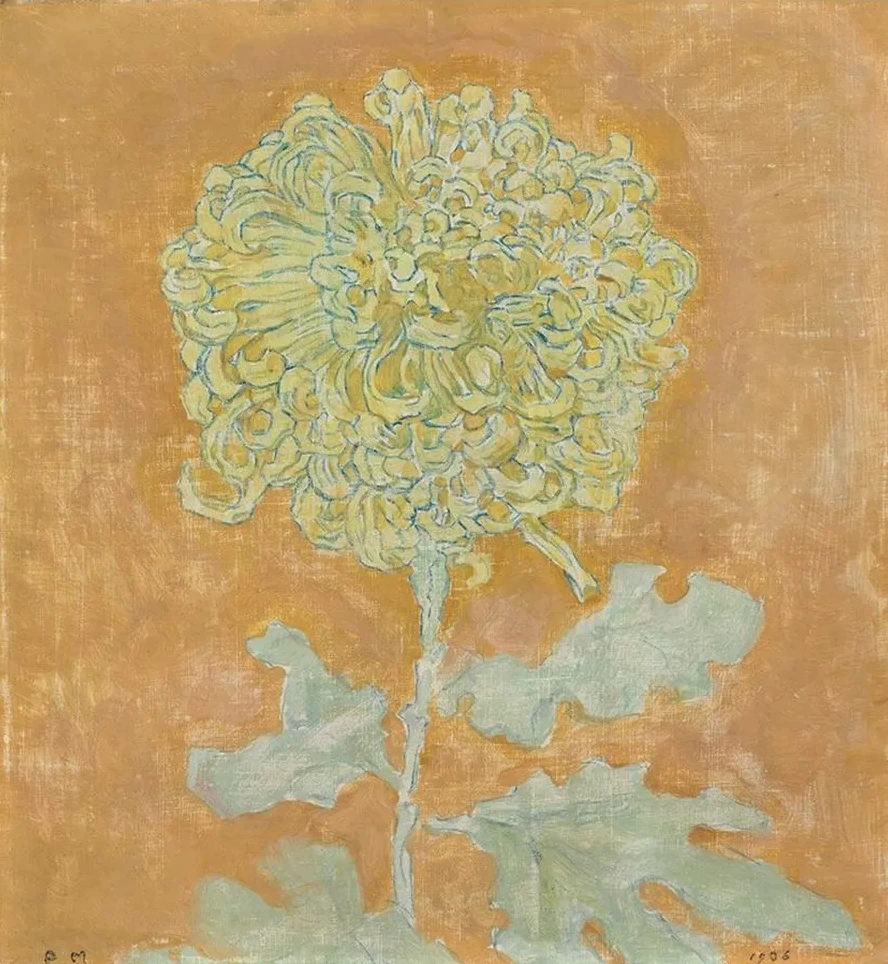 Chrysanthemum