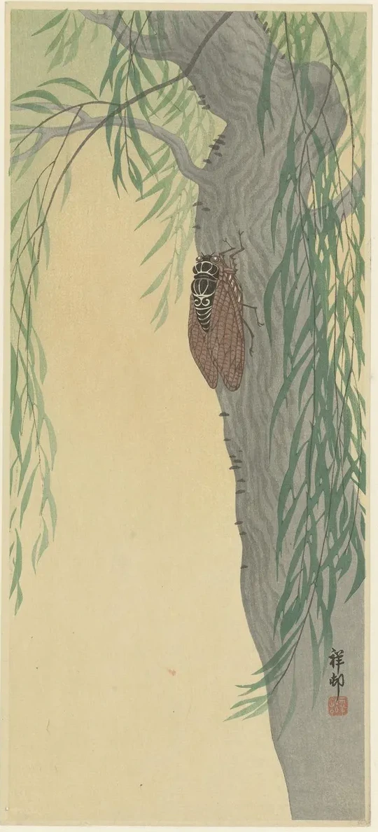 Cicada on Tree