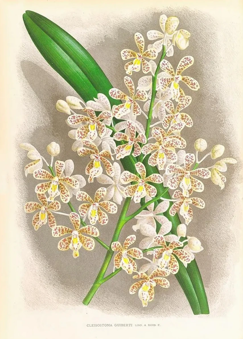 Cleisostoma Guiberti