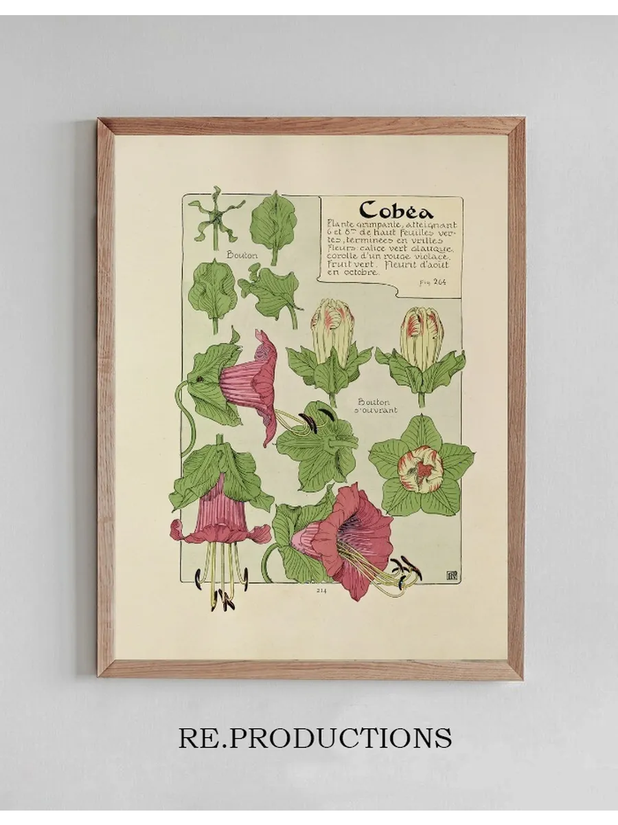 Cobea