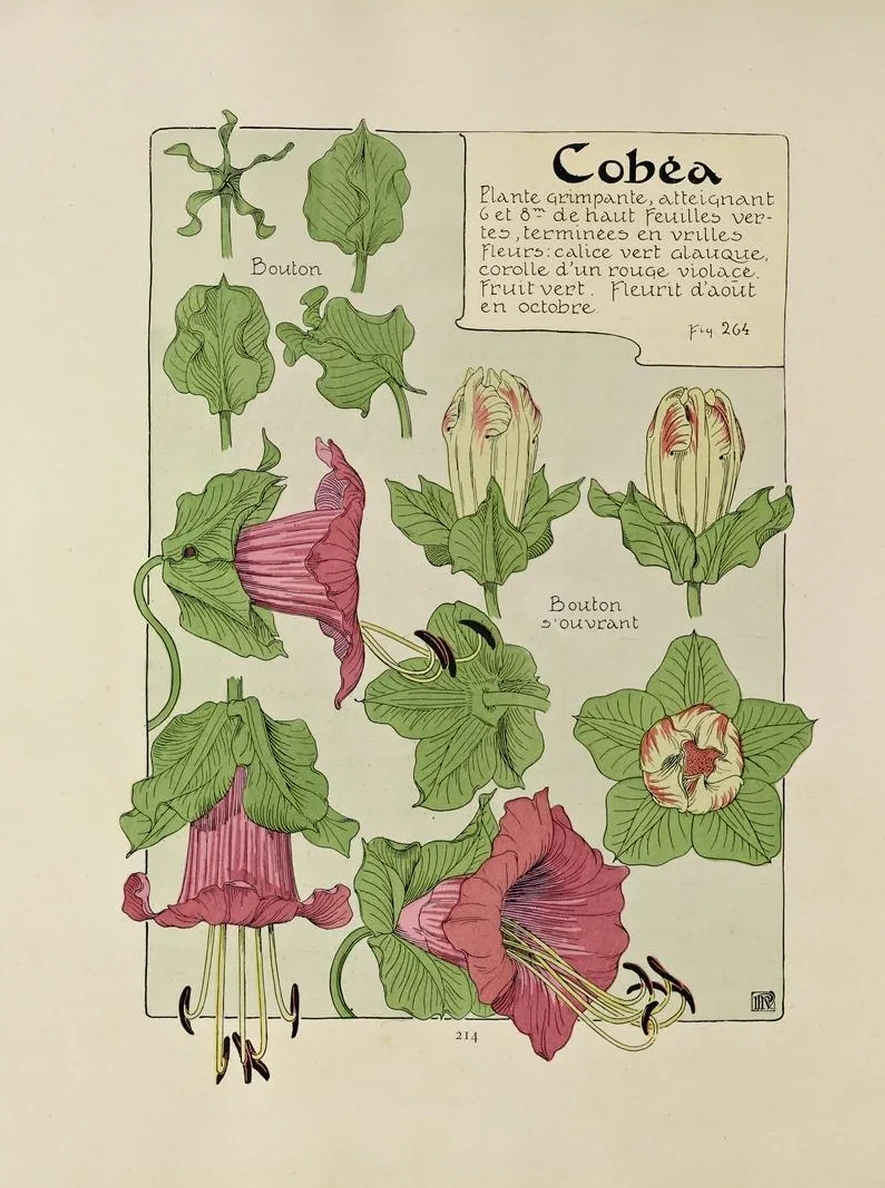 Cobea