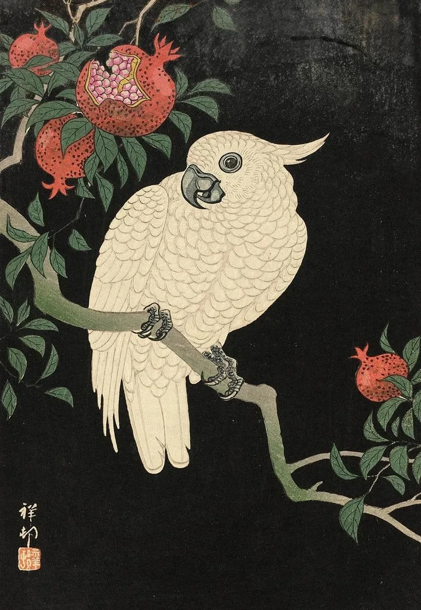 Cockatoo And Pomegranate