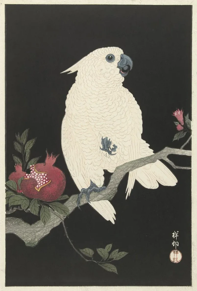 Cockatoo and Pomegranate