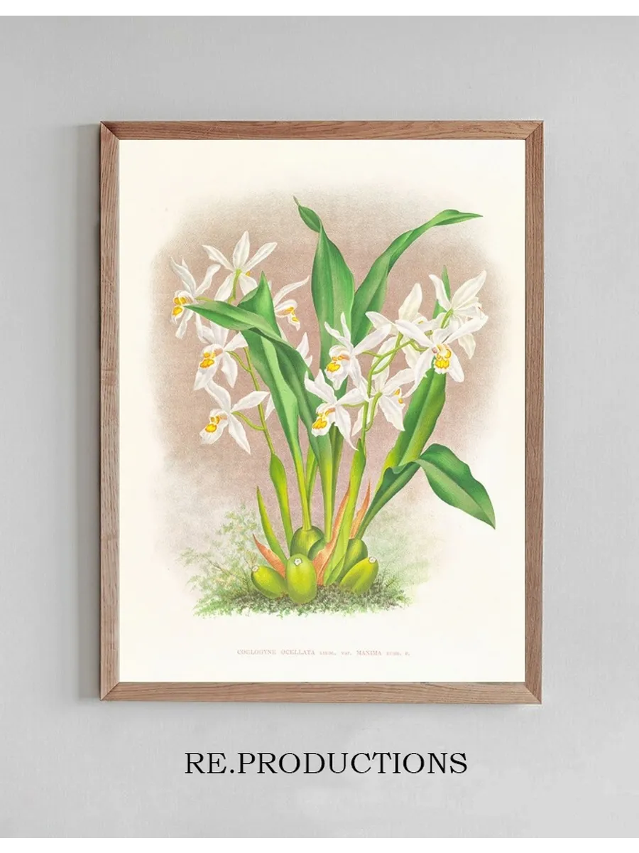 Coelogyne Ocellata