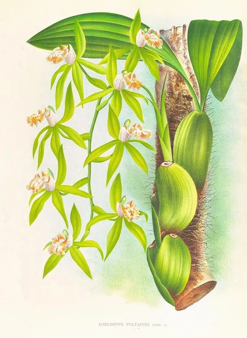 Coelogyne Peltastes