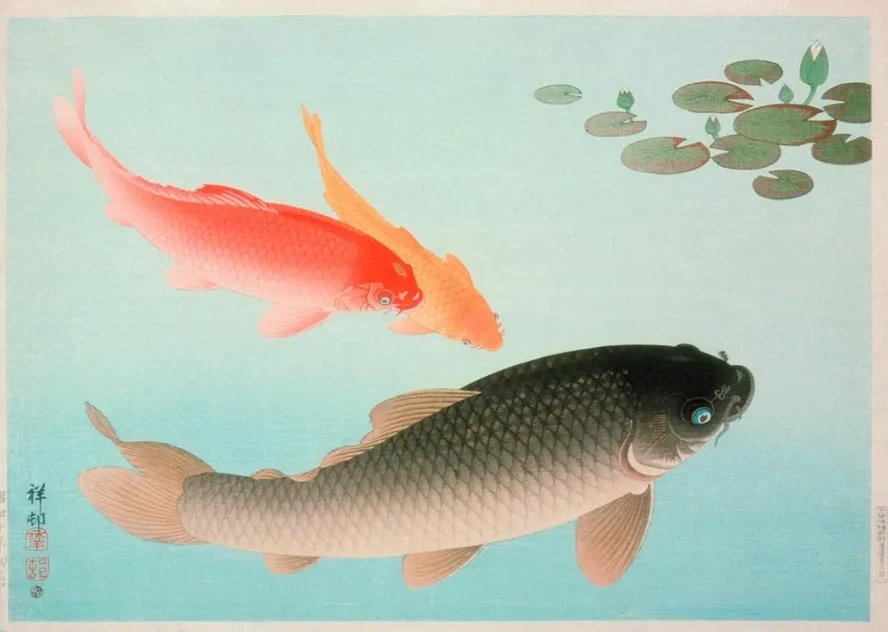 Common And Golden Carp