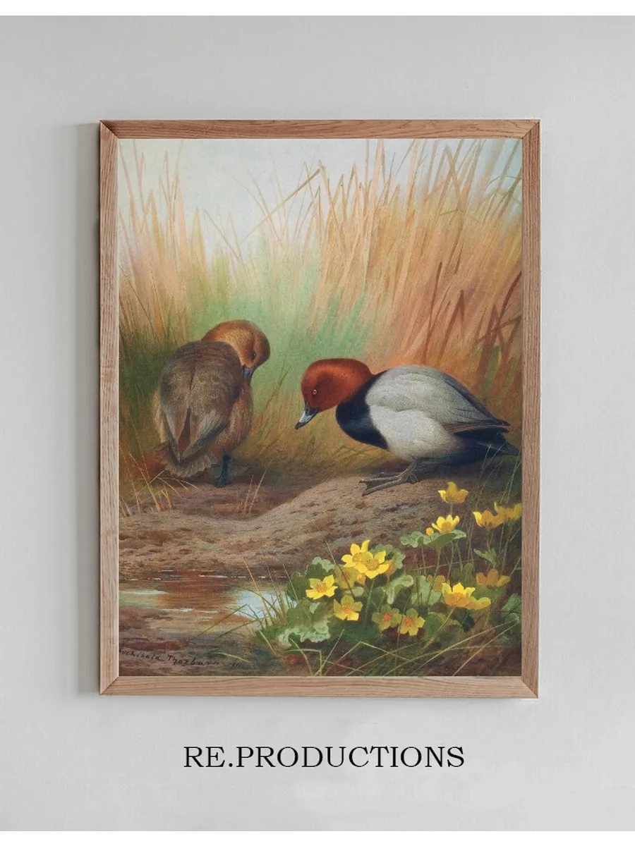 Common Pochard