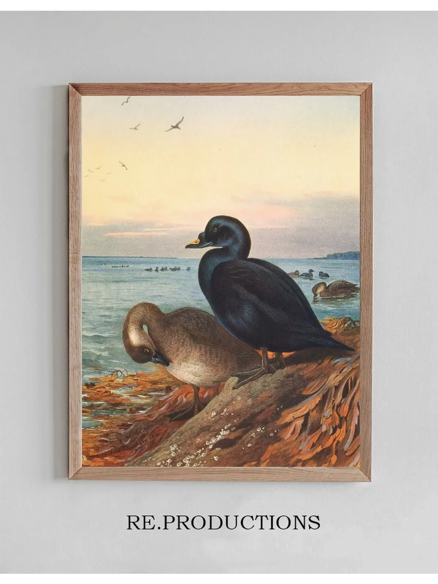 Common Scoter