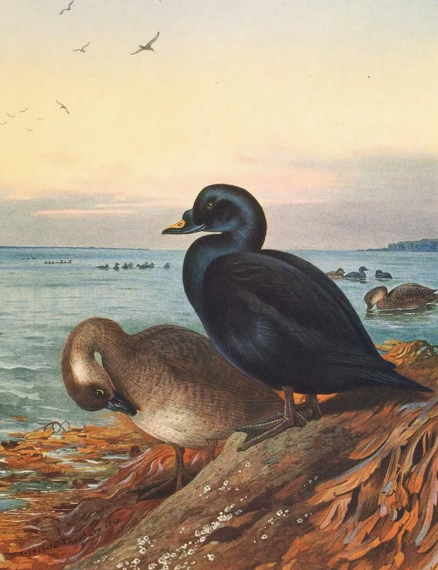 Common Scoter
