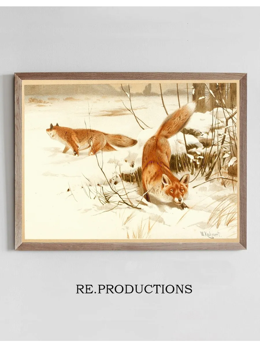 Common Fox