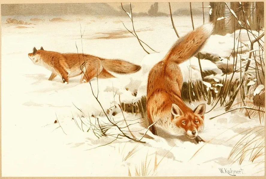 Common Fox