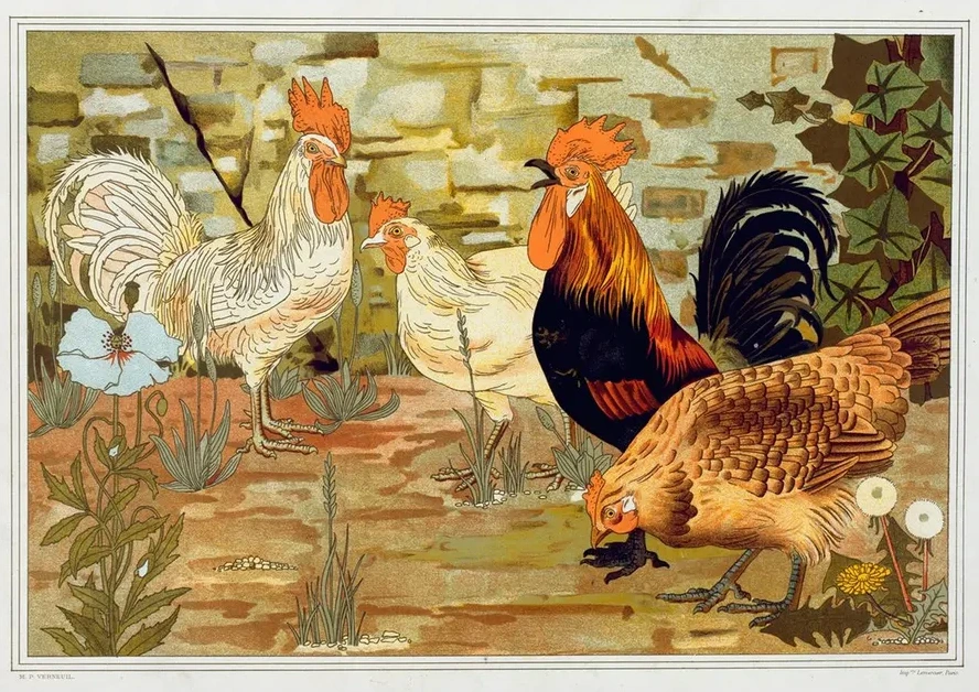 Coqs et Poules