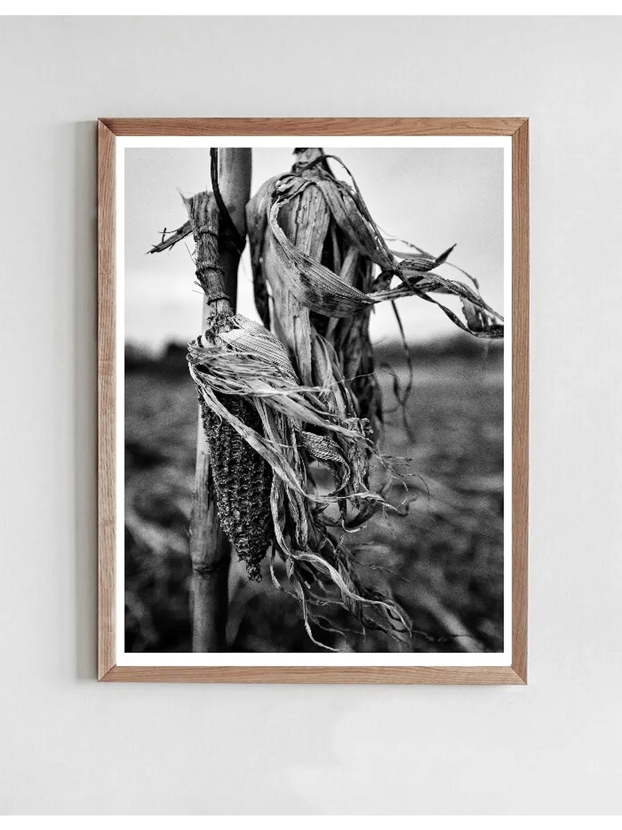 Corn 1 - White Border