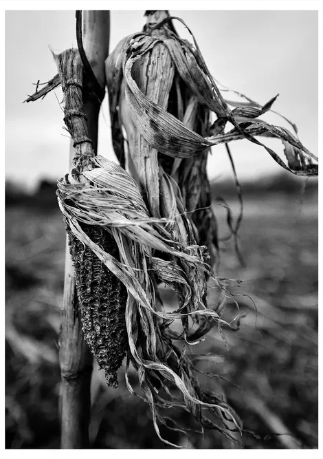 Corn 1 - White Border