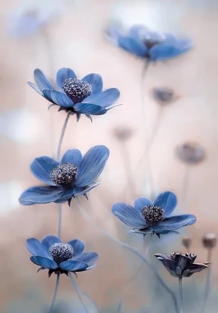 Cosmos Blue