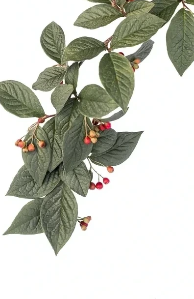 Cotoneaster