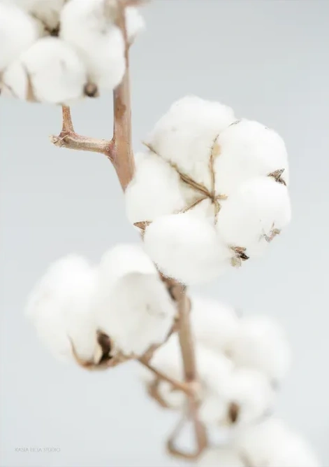 Cotton Kiss