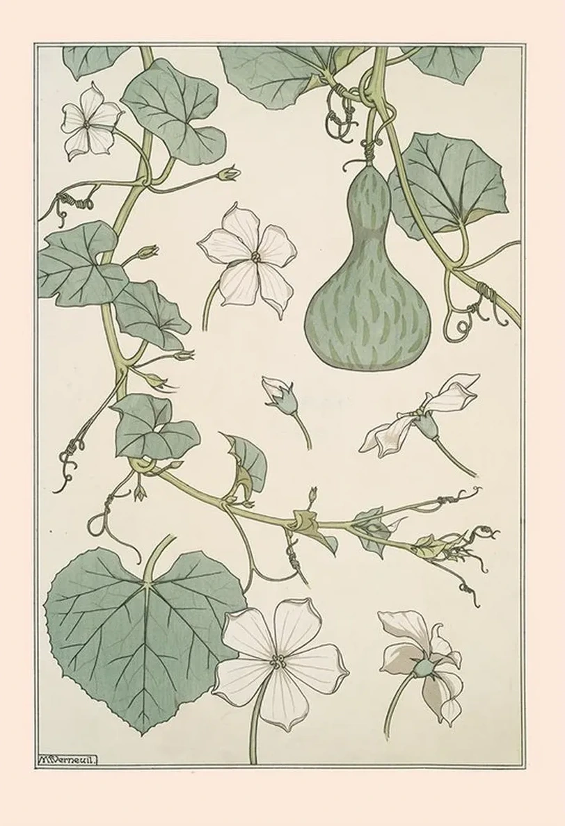 Courge