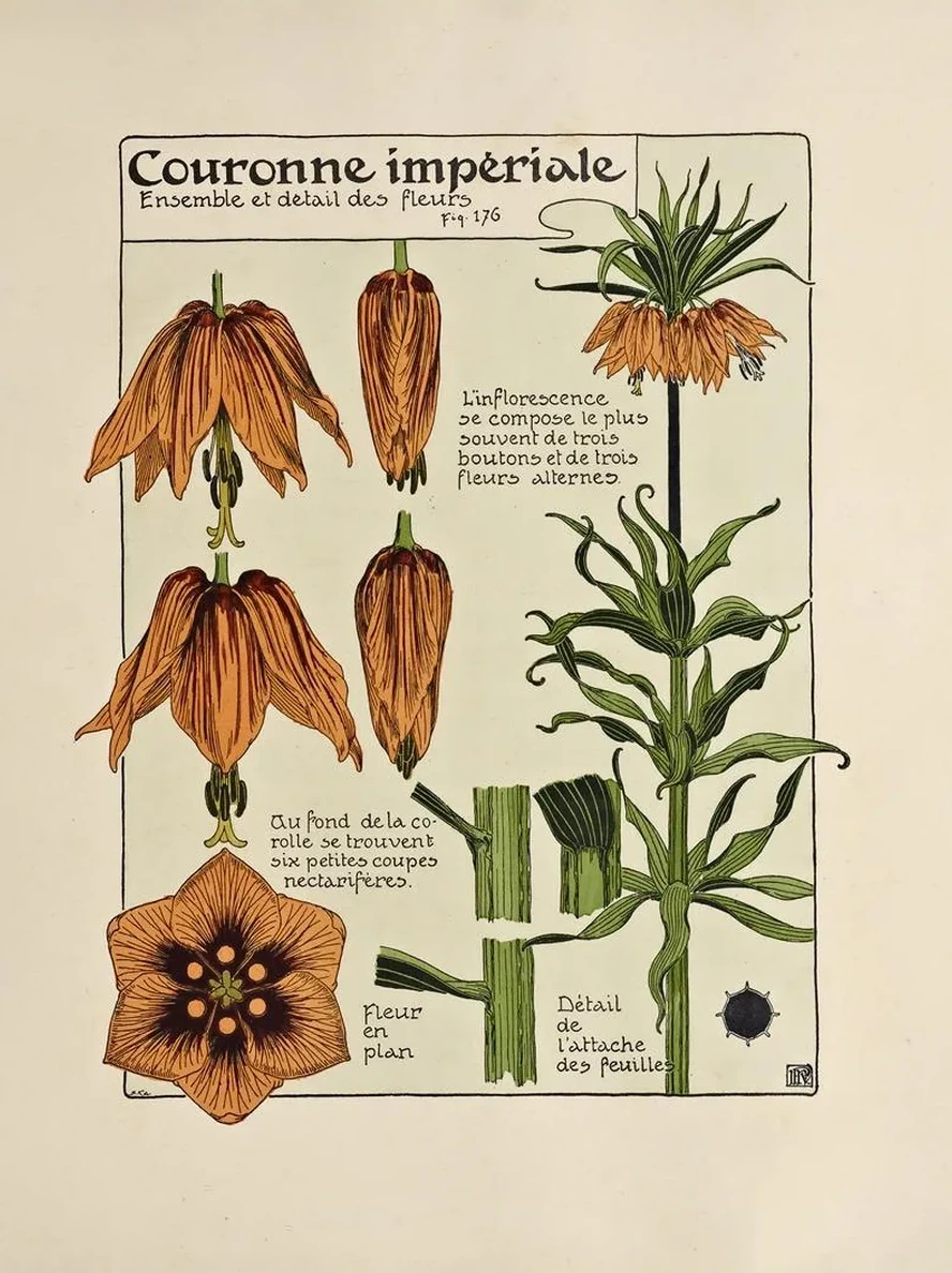 Couronne Imperiale