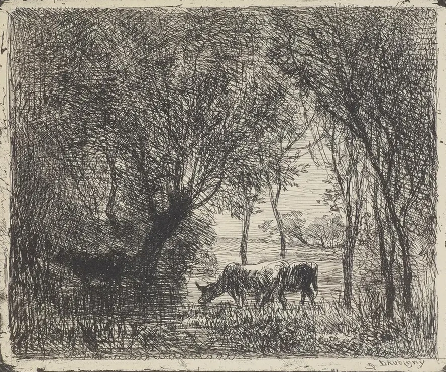 Cows in Woods