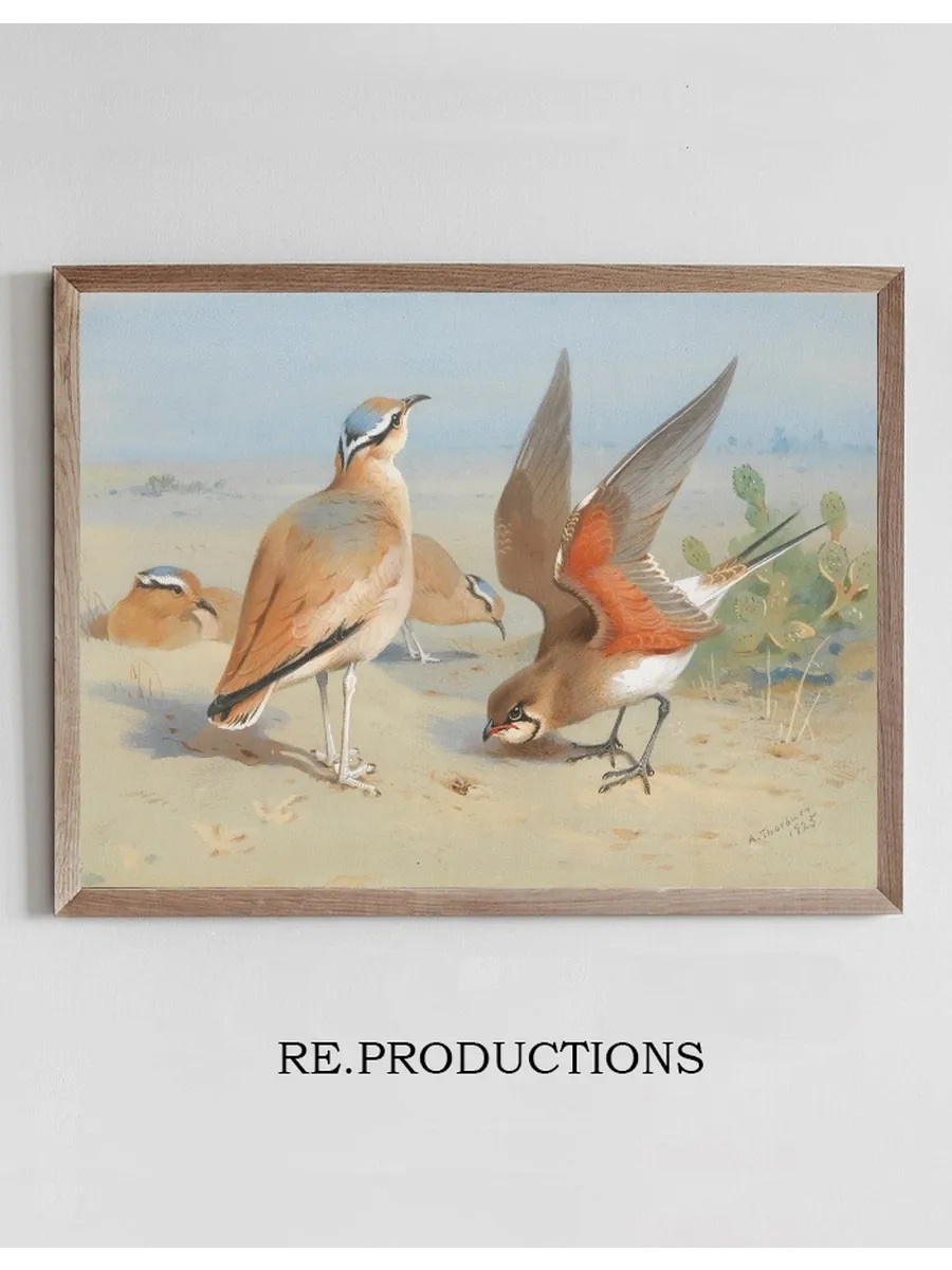 Cream Coloured Courser And Pratincole