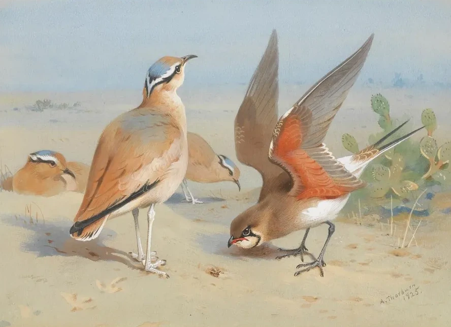 Cream Coloured Courser And Pratincole