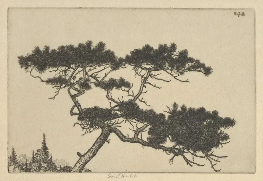 Crippled Pine