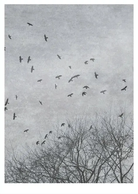 Crows