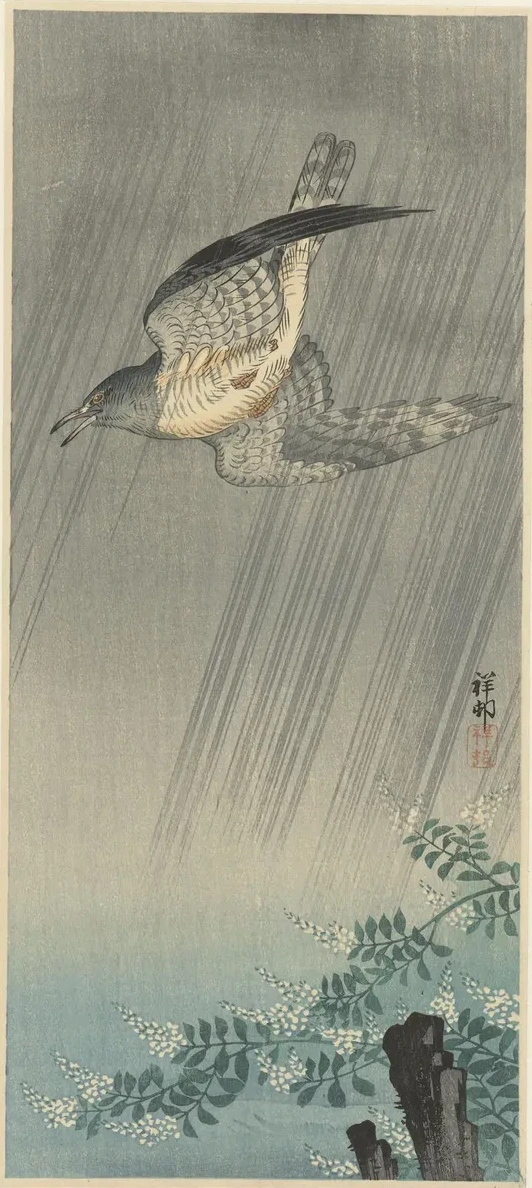 Cuckoo in Storm
