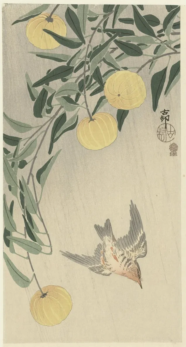 Cuckoo in the Rain