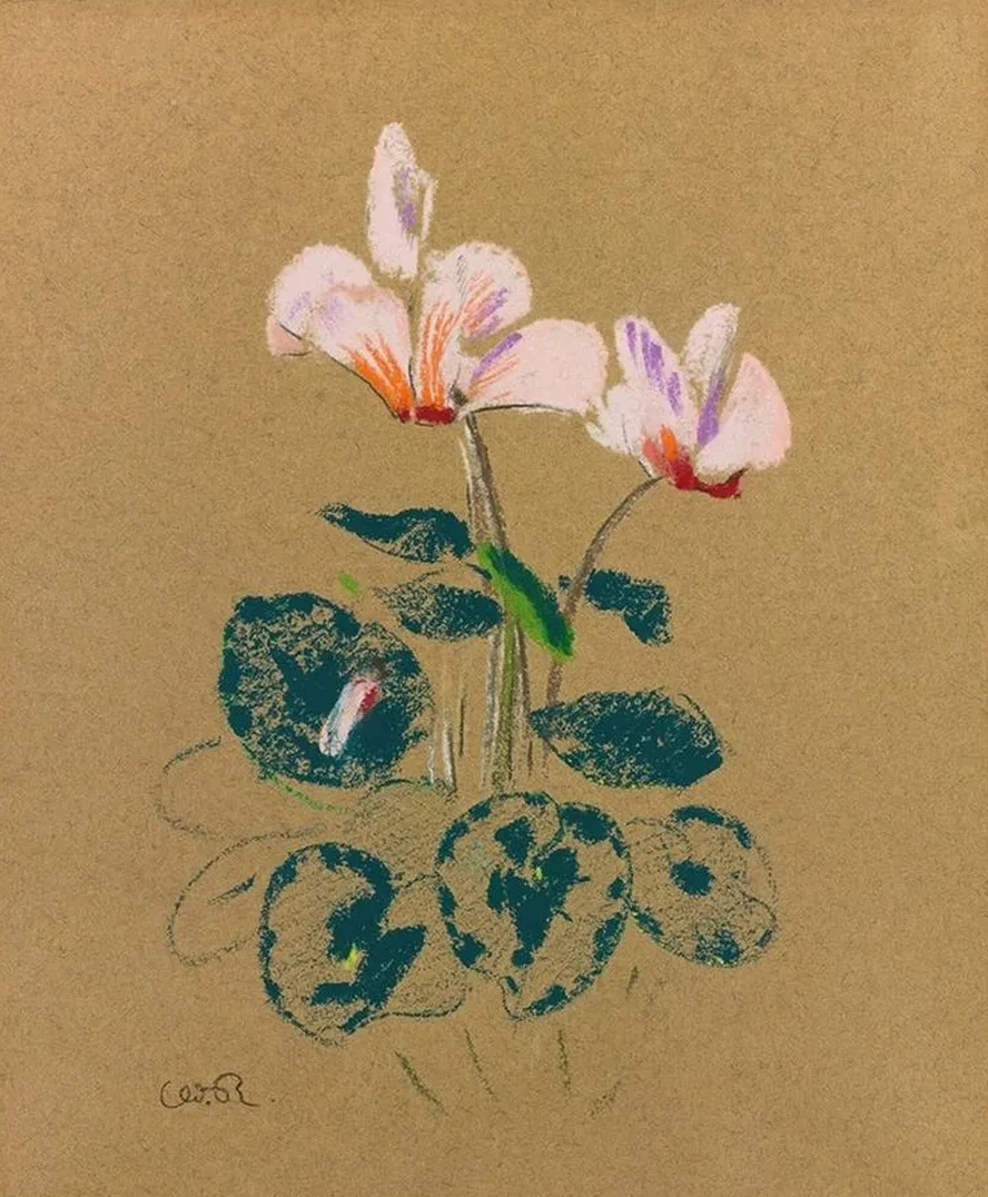Cyclamen