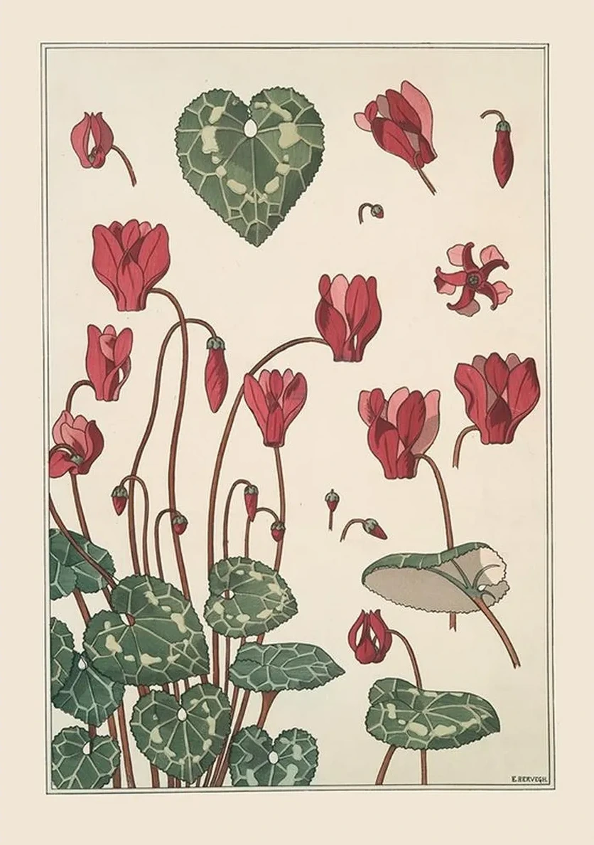 Cyclamen