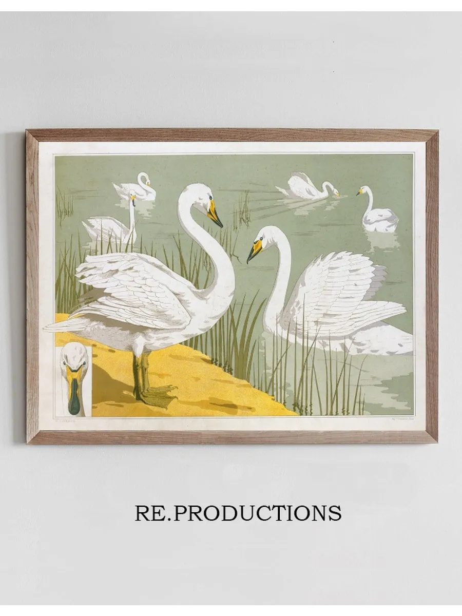 Cygne Sauvage