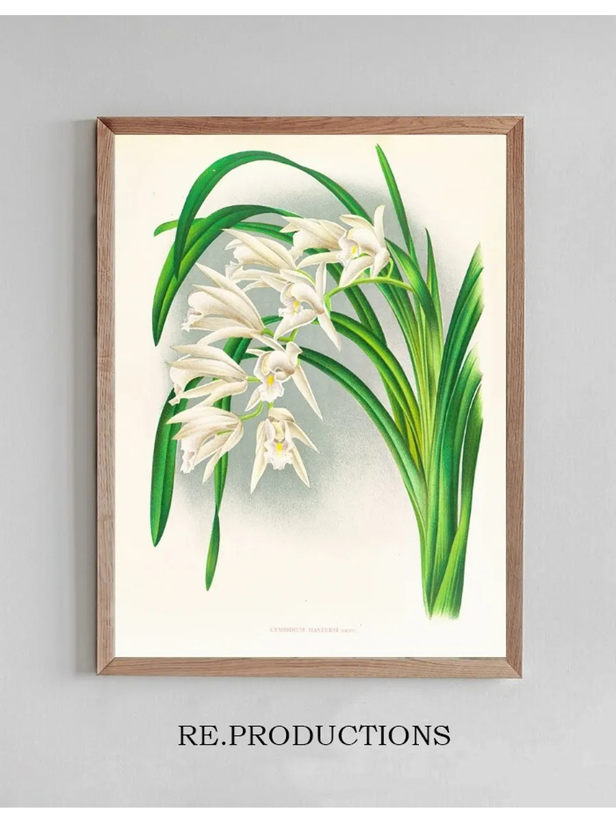 Cymbidium Mastersi